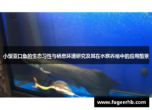 小型亚口鱼的生态习性与栖息环境研究及其在水族养殖中的应用前景